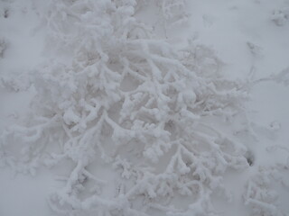 fresh layer of snow covered the branches of shrubs and blades of grass, the change of season, the beginning of winter