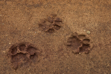 Lion Footprints