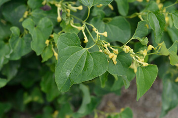 Obraz premium Common birthwort