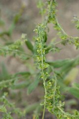 Cretan Blue hounds tongue
