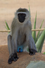 Obraz premium vervet monkey