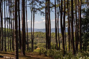 Pine wood forest and mountain on background