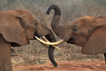 elephants in mating ritual