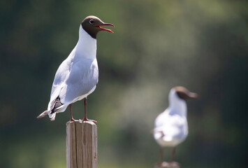 The black-headed gull (Chroicocephalus ridibundus) is a small gull.