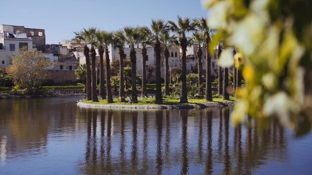 Palm Trees In The Jnan Sbil Gardens
