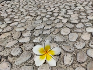 Frangipani flowers on the concrete floor