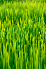 Fototapeta na wymiar Rice leaf growing in the rice field.
