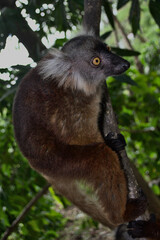 Brown lemur, female, on a tree