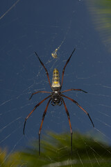 golden silk orb spider 