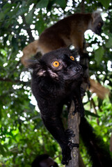 lemurs on tree