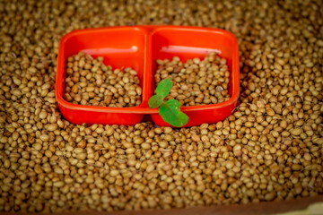 dried coriander seeds in the wooden plate,whole and dry coriander seeds in spoon,selective focus on subject,dried coriander seed bowl