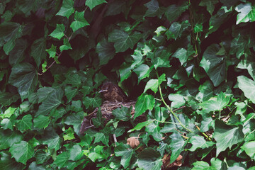 baby bird sleeping in his nest surrounded by ivy climbers