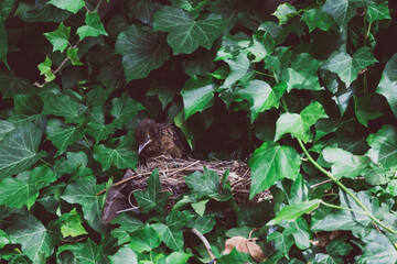 baby bird sleeping in his nest surrounded by ivy climbers