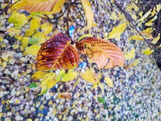 Jesienny krwisty liść 