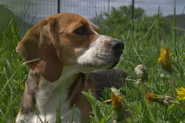 beagle in the grass
