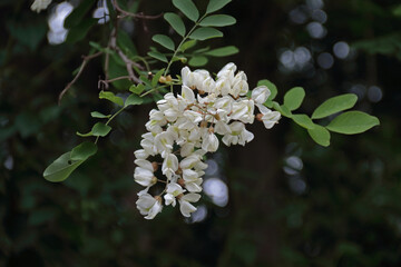 Gewöhnliche Robinie