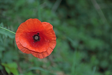 Klatschmohn