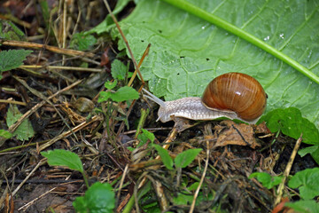 Gehäuseschnecke