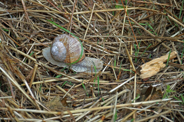Gehäuseschnecke