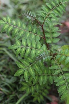 山椒の葉 Images Browse 213 Stock Photos Vectors And Video Adobe Stock