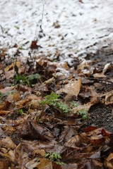 autumn leaves on the ground