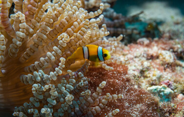 Yellow clownfish with anemone Maldives