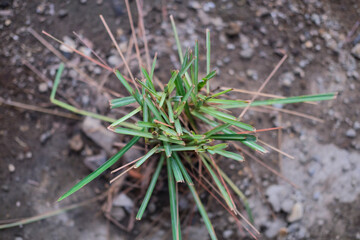 Lemon grass leaf background with selective focus.