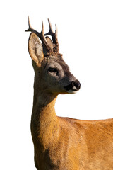 Roe deer, capreolus capreolus, looking in close up isolated on white background. Roebuck watching in detail illuminated by sun cut out on blank. Animal wildlife with copy space.