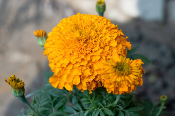 Bloomed orange marigold flowers with green leaves and buds