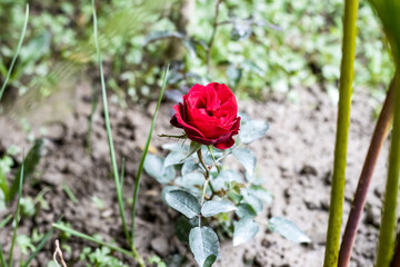 Bloomed red rose in the garden with green leaves