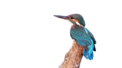 Common kingfisher, alcedo atthis, sitting on branch cut out on blank. Turquoise bird looking from wood isolated on white background. Young colorful feathered animal observing in nature.