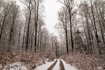 Wanderung im Winter im Wald