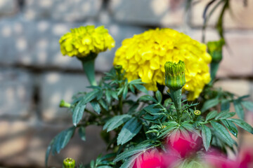 Yellow marigold flower buds close up with green leaves