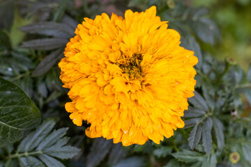 Yellow Marigold flower close up top view