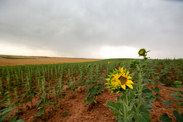 field of sunflowers