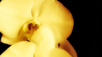 yellow orchid flower