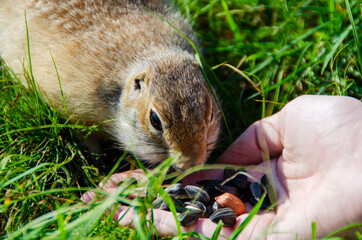Gopher eats seeds from hands