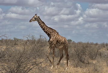 giraffe in the savannah