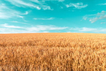 Wheat field on a mountain with blue sky in the background during sunset