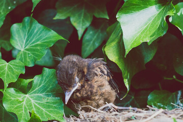 baby bird sleeping in his nest surrounded by ivy climbers