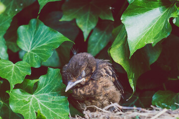 baby bird sleeping in his nest surrounded by ivy climbers