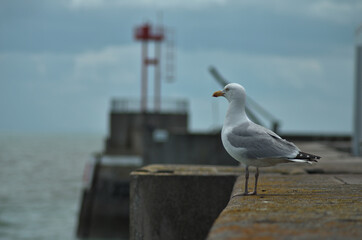 seagull on the pier