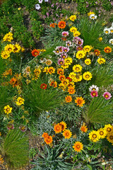 Close up of a flower border with the colouful flowering Gazania 'Frosty Mixed'