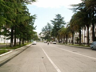 deserted street with tropical trees along