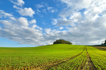 Fototapeta na wymiar Landscape with wavy horizon, green field with path