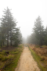 Fototapeta na wymiar gruntowa droga przez las. jesienna mglista aura