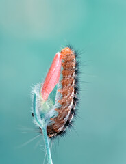 Macro shots, Beautiful nature scene. Close up beautiful caterpillar of butterfly  