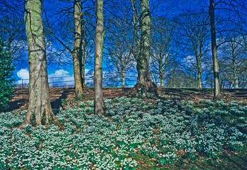 Cheltenham & Colesbourne Park Snowdrops