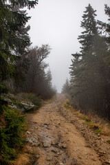 Leśna ścieżka jesienią jest dość niebezpieczna. Wilgotne kamienie są bardzo śliskie - obrazy, fototapety, plakaty