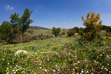 Vicinities of mountain Meron in spring day